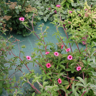 Potentilla nepalensis 'Miss Wilmott'