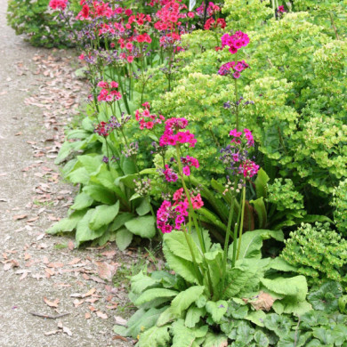 Primula japonica 'Miller's Crimson'