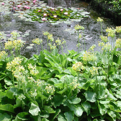 Primula japonica 'Miller's Crimson'