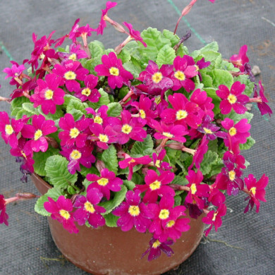 Primula 'Wanda'