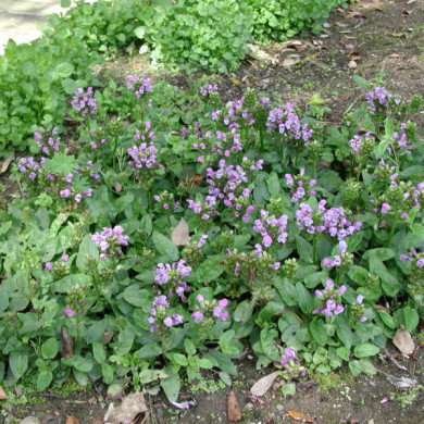 Prunella grandiflora Violet