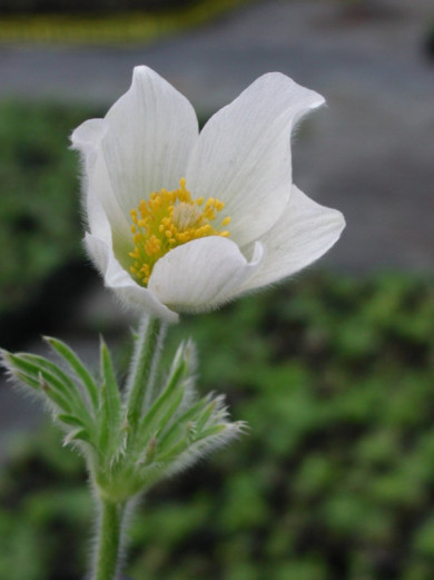 Pulsatilla vulgaris 'Alba'