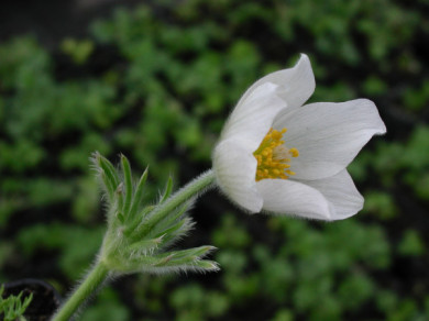 Pulsatilla vulgaris 'Alba'