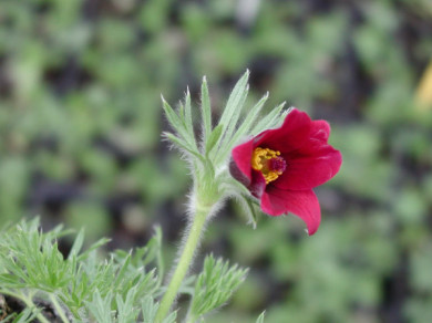 Pulsatilla vulgaris 'Rubra'