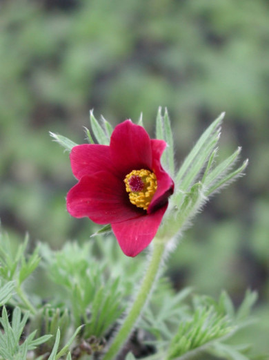 Pulsatilla vulgaris 'Rubra'