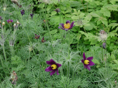 Pulsatilla vulgaris