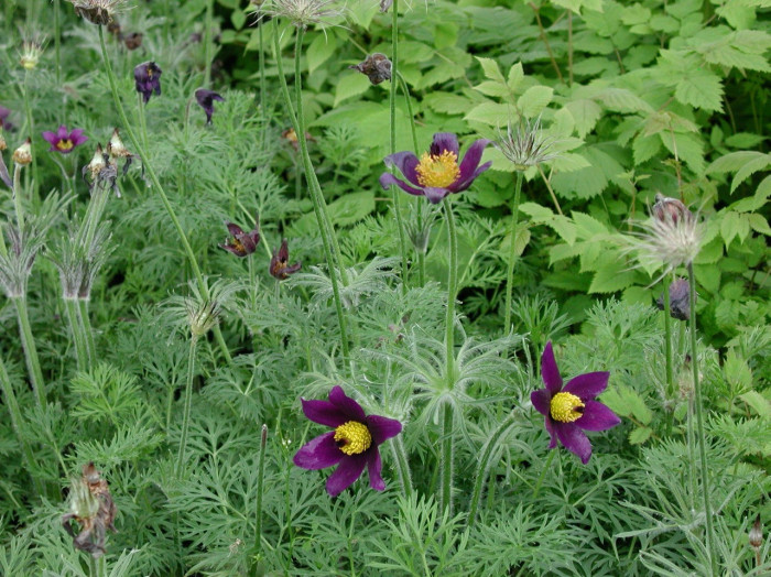 Pulsatilla vulgaris