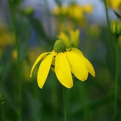 Rudbeckia nitida 'Herbstsonne'