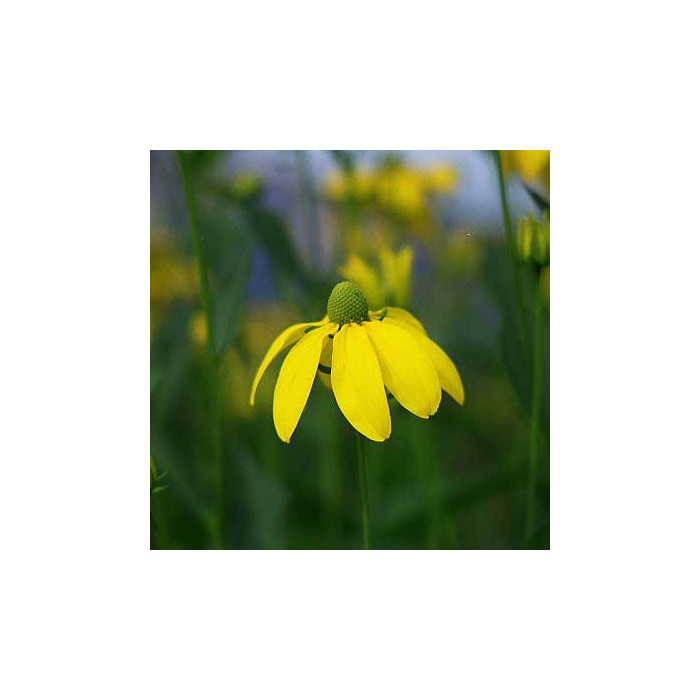 Rudbeckia nitida 'Herbstsonne'