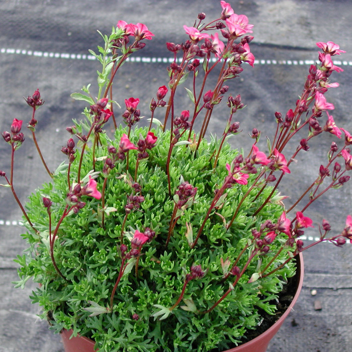 Saxifraga arendsii 'Peter Pan'