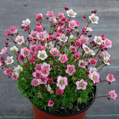 Saxifraga arendsii 'Ware's Crimson'