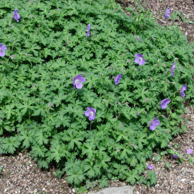 Geranium 'Johnson's Blue'