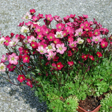 Saxifraga arendsii 'Ware's Crimson'