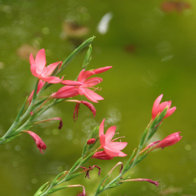 Hesperantha coccinea
