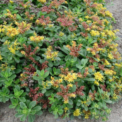 Sedum kamtschaticum