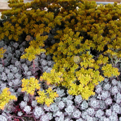 Sedum spathulifolium 'Cape Blanco'