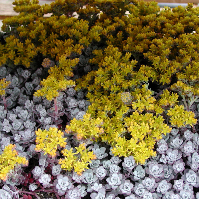Sedum spathulifolium 'Cape Blanco'