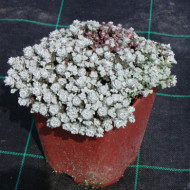 Sedum spathulifolium 'Cape Blanco'
