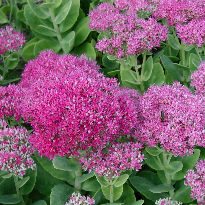 Sedum spectabile 'Brillant'