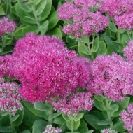 Sedum spectabile 'Brillant'