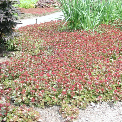 Sedum spurium 'Atropurpureum'
