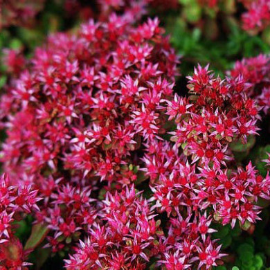 Sedum spurium 'Schorbuser Blut'