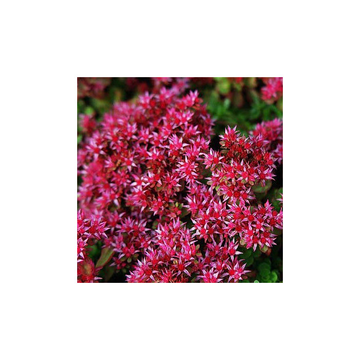 Sedum spurium 'Schorbuser Blut'