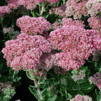 Sedum 'Herbstfreude'