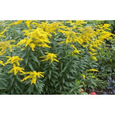 Solidago 'Golden Dwarf'