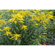 Solidago 'Golden Dwarf'