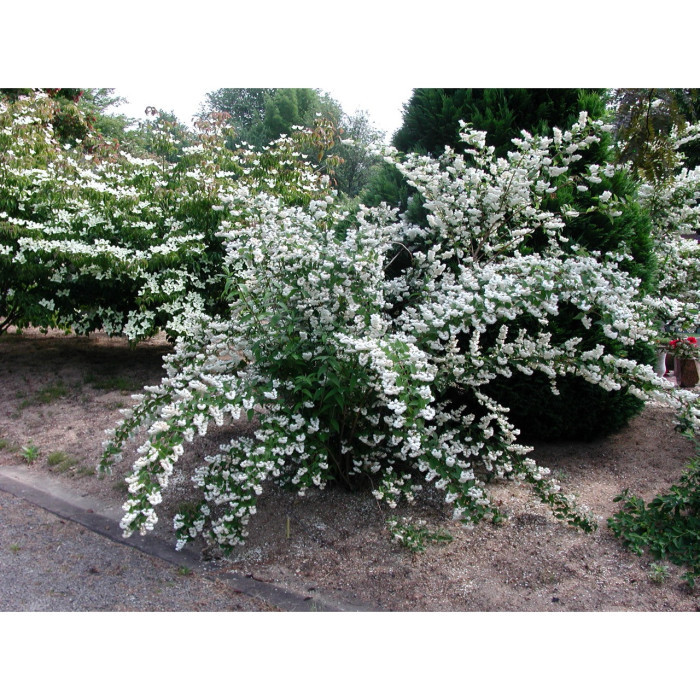 Deutzia crenata 'Pride of Rochester'