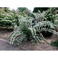 Deutzia crenata 'Pride of Rochester'