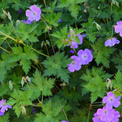 Geranium 'Johnson's Blue'