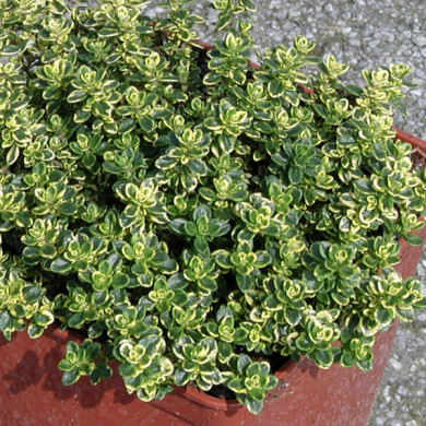 Thymus x citriodorus 'Golden Dwarf'
