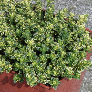 Thymus x citriodorus 'Golden Dwarf'