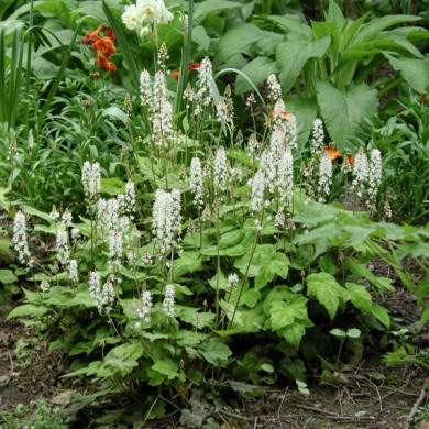 Tiarella cordifolia