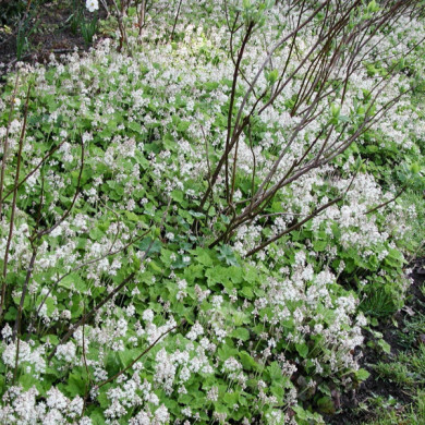 Tiarella cordifolia