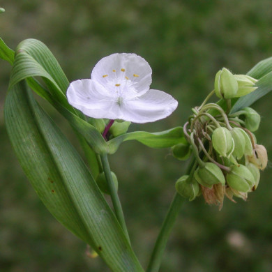 Tradescantia andersoniana Blanc