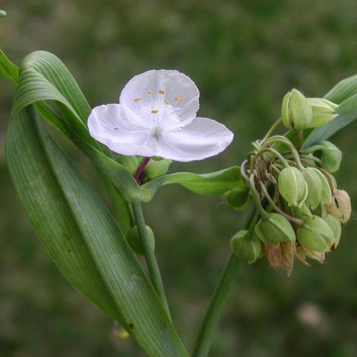 Tradescantia andersoniana Blanc
