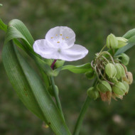 Tradescantia andersoniana Blanc