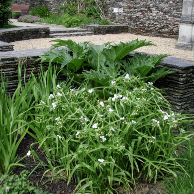 Tradescantia andersoniana Blanc