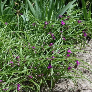 Tradescantia andersoniana Violet