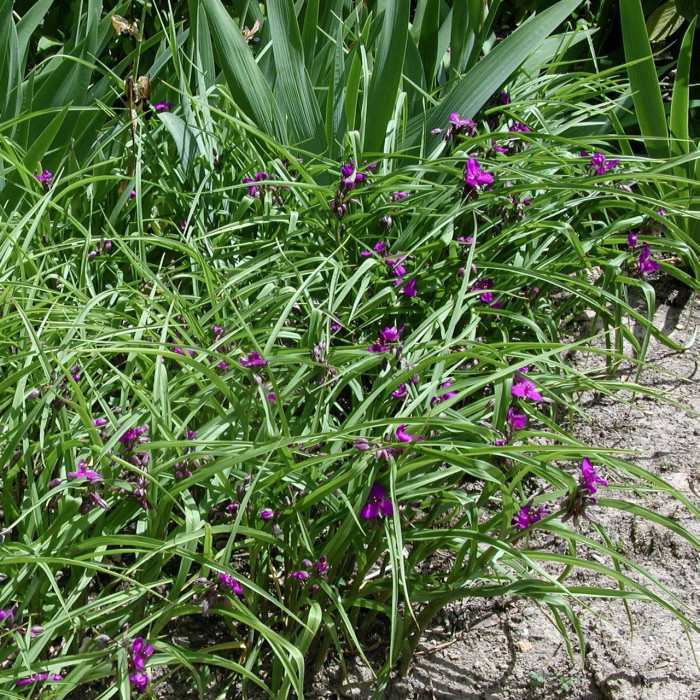 Tradescantia andersoniana Violet