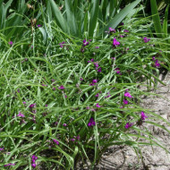Tradescantia andersoniana Violet