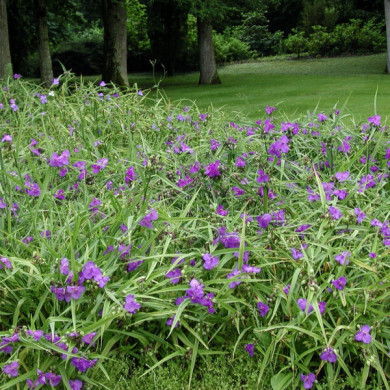 Tradescantia andersoniana Violet