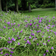 Tradescantia andersoniana Violet