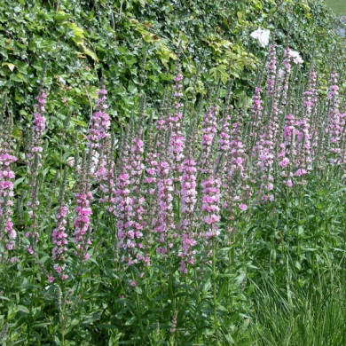 Verbascum phoeniceum
