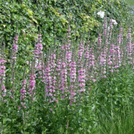 Verbascum phoeniceum