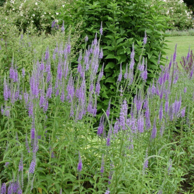Veronica longifolia 'Blauriesin'