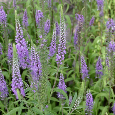 Veronica longifolia 'Blauriesin'
